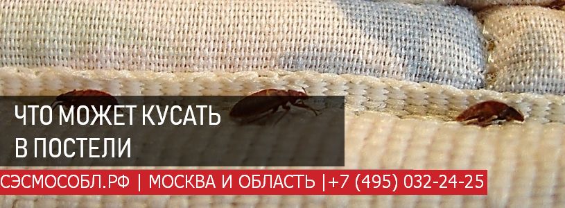 Кусают в кровати насекомые